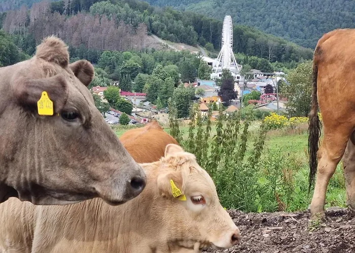 Dom wakacyjny Mit Ausblick Brilon